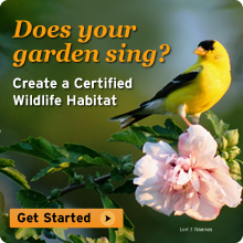 Create a Certified Wildlife Habitat today!